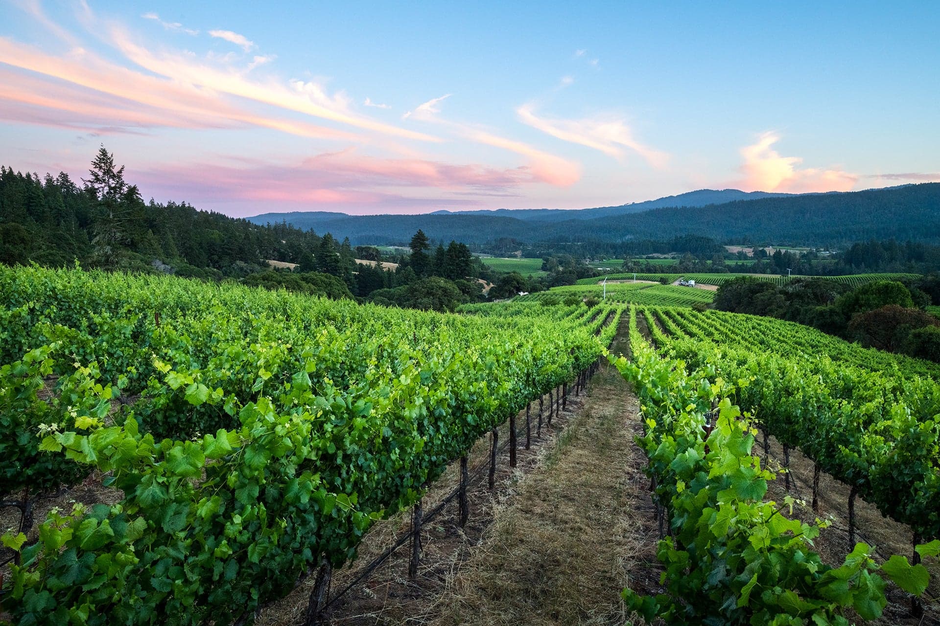 Scenic vineyard at sunset with rolling hills